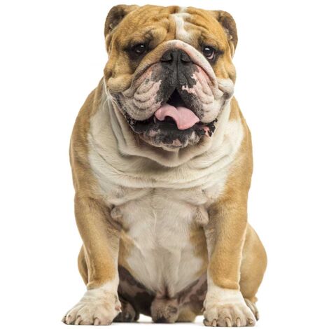 Tableau Portrait Bulldog anglais - 50x80cm - made in France