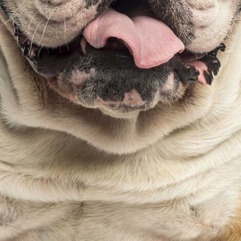 Tableau Portrait Bulldog anglais - 50x80cm - made in France