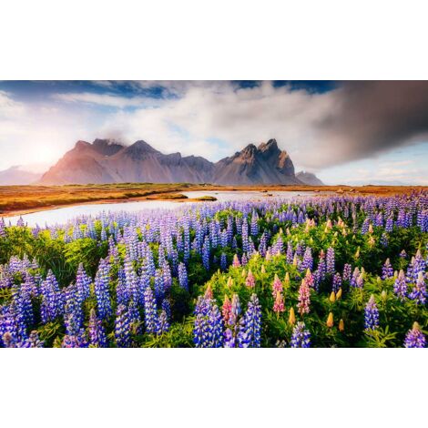 Tableau Champ de lupins - 80x50cm - made in France (1/5)
