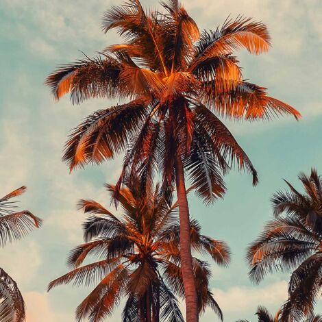 Tableau Sunset palm - 80x50cm - made in France
