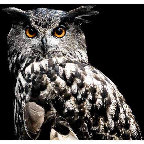 Tableau Portrait d hibou - 80x50cm - made in France