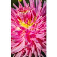 Tableau fleur coeur de dahlia rose - 50x80 cm