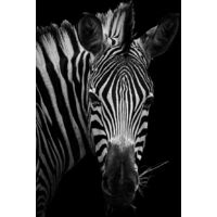 Tableau Zèbre en noir et blanc - 50x80cm - made in France