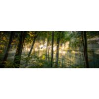 Tableau Forêt - 80x30cm - made in France