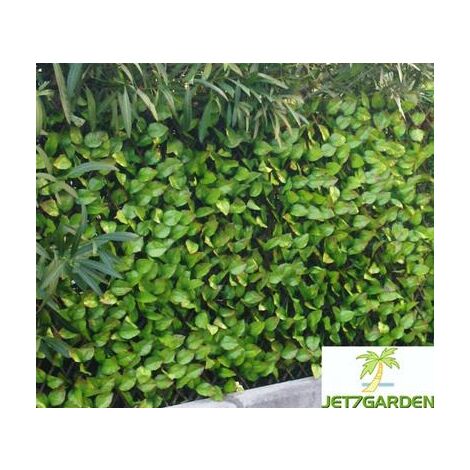 Treillis feuilles de rosier 1,00mx2m – Treillage en bois de saule – Tissus polyester enduit – Traité anti UV 9000 heures – Jet7Garden (1/10)