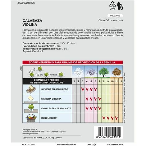 Courgette Rugosa Friulana Bio - La Boîte à Graines