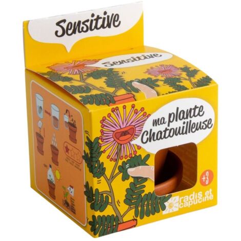 Pot avec coupelle - Mimosa Pudica - 8 cm