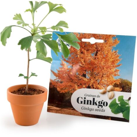 Kit Bonsaï - Ginkgo (1/4)