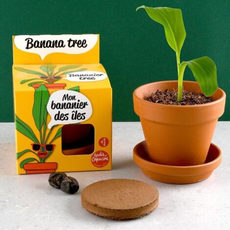 Pot avec coupelle - Bananier - 8 cm