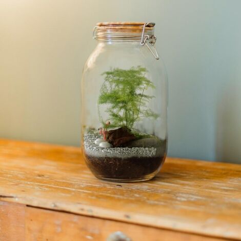 Terrarium à faire soi même - Fougères et Flamant rose (1/5)