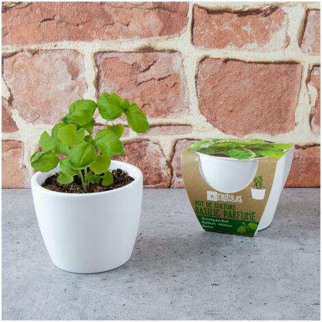 Pot Cloche Basilic Bio - RADIS ET CAPUCINE - Gamm Vert