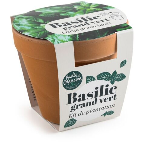 Pot en terre cuite antique - Basilic grand vert bio (1/3)