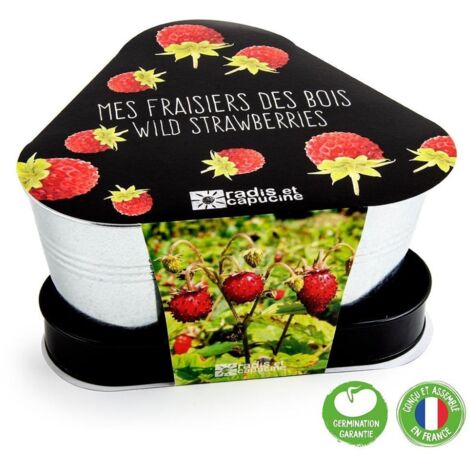 Plateau trio pots zinc - Fraisier des bois (1/5)