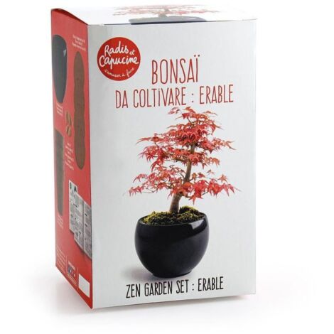Kit Bonsaï - Erable rouge (1/3)
