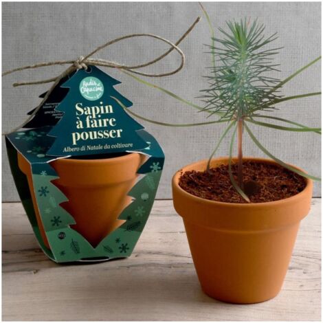 Kit Noël Radis Et Capucine - Pot Doré 8cm Avec Graines D'Épicéa, Série Limitée Pour Mini Sapin De Noël