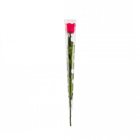 Rose en tige stabilisée Coloris fuschia (1/2)