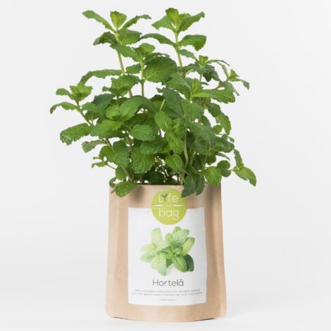 Kit bio prêt à pousser Menthe (1/4)