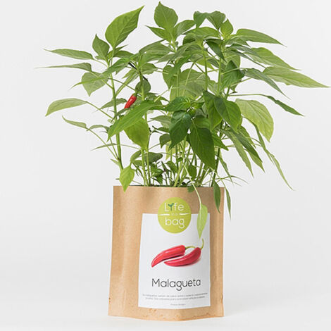 Kit bio prêt à pousser piments – Set de culture avec substrat organique – Graines bio et instructions incluses – Taille 7 x 18 x 15 cm