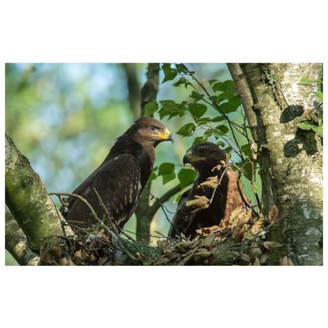 Plateforme de nidification pour Balbuzards et petits rapaces