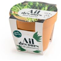 Pot en terre cuite antique - Ail des ours