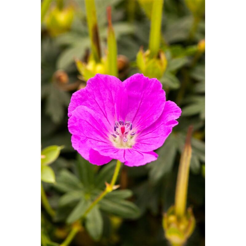 Geranium sanguineum 'Shooting Star'