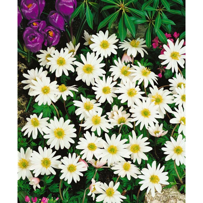 Anemone rivularis