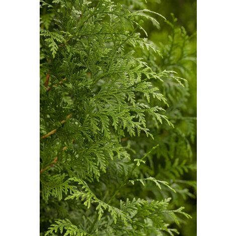 Lebensbaum 'Gelderland' Thuja plicata 'Gelderland' 7L 100- 125