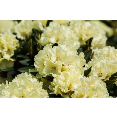 Rhododendron INKARHO  gelbe Dufthecke C 5 INKARHO 30- 40