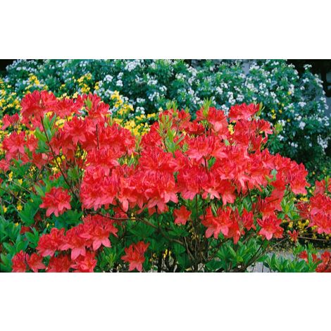 topfpflanze gelbe blüten Gelbe Freesie im Topf