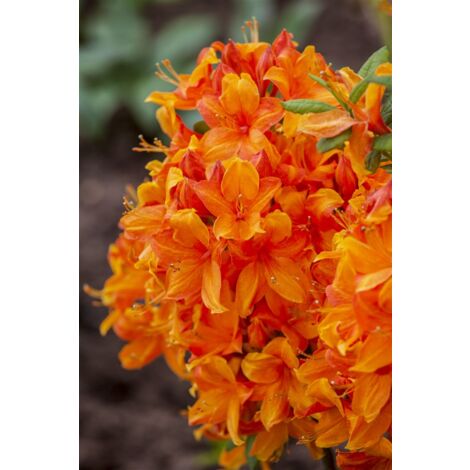 Rhododendron lut.'Klondyke' C 5 30-40