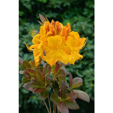 rhododendron dauricum april snow Rhododendron dauricum 'April Snow' main image 0