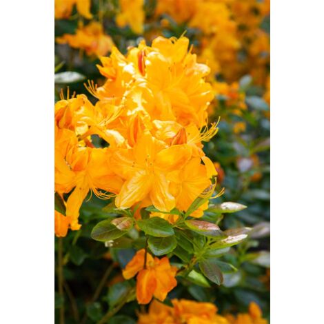 Rhododendron lut.'Klondyke' C 5 30-40