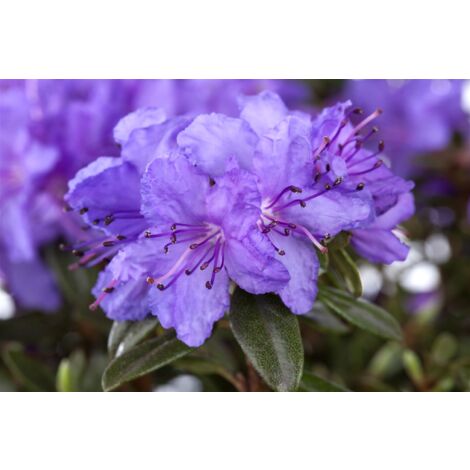 rhododendron wildformen Alpenrose Nova Zembla