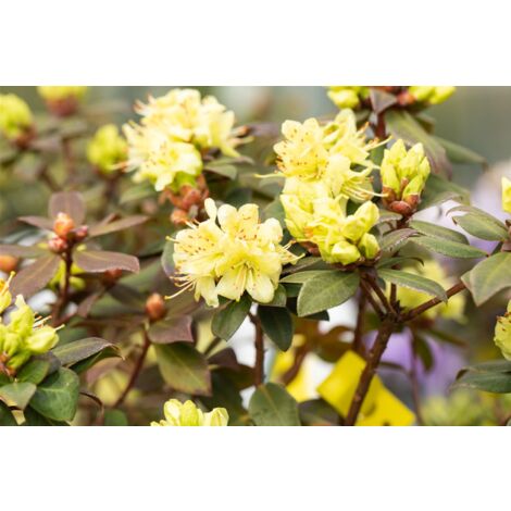 Rhododendron hanceanum 'Princess Anne' C 2 15-20