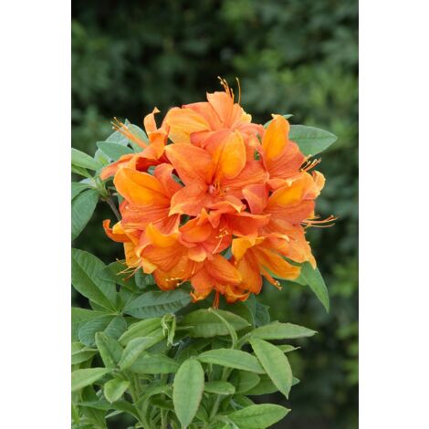 Rhododendron lut.'Goldflamme' C 5 40-50