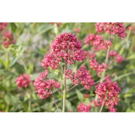 Centranthus ruber 'Coccineus' 2L 40-