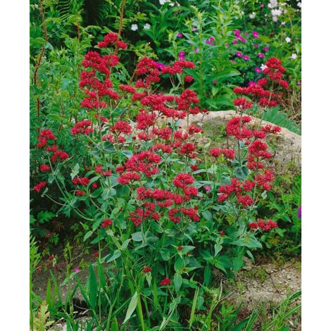 Centranthus ruber 'Coccineus' 2L 40-