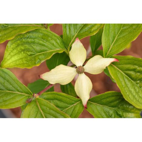 Cornus kousa chinensis 'Claudia' Cornus kousa chinensis 'Claudia' C5 60-80