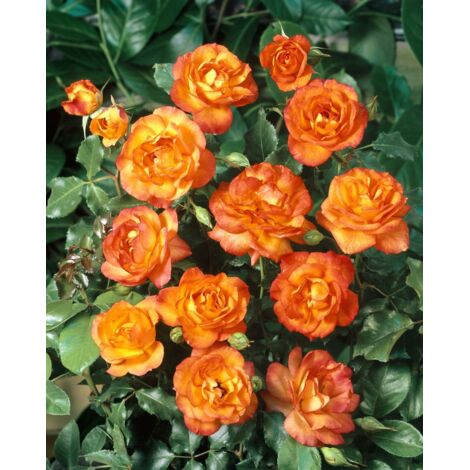 SAHARA ROSA MONO