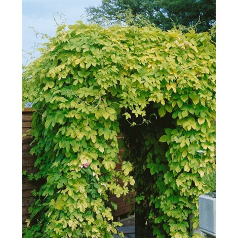 Humulus lupulus 'Aureus' 2L 40- 60