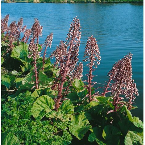 Petasites hybridus P 1