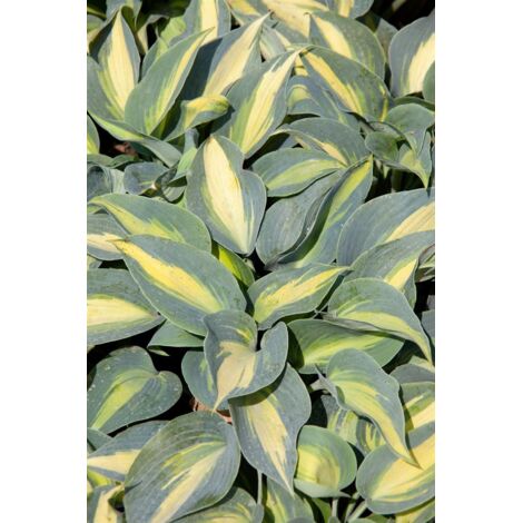 Hosta Catherine 2L 35-