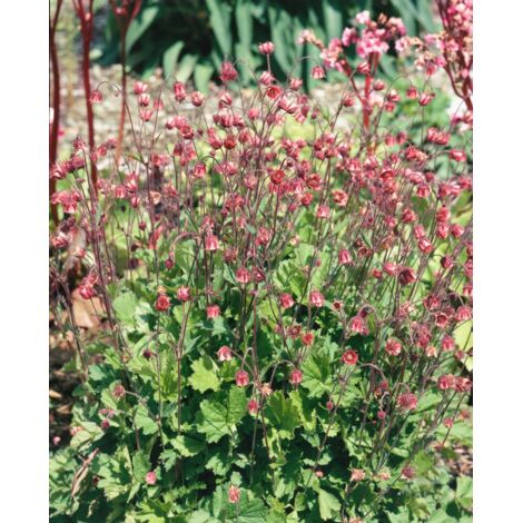 Geum rivale