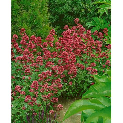Arctous Ruber Centranthus ruber 'Coccineus'