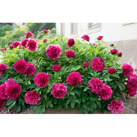 Paeonia Felix Crousse
