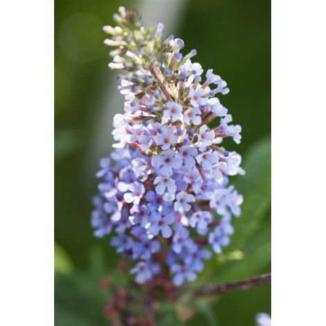 Buddleja 'Buzz Sky Blue' -R-