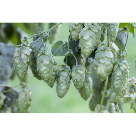 Humulus lupulus