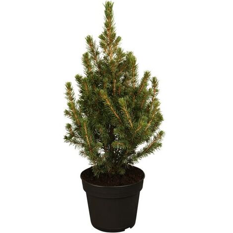 Zuckerhut-Fichte 'Conica' Picea glauca 'Conica' 1L 15-  20