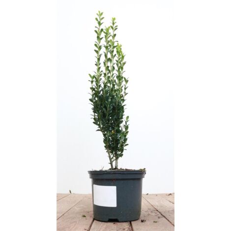 ilex-crenata-fastigiata-c-2-30-40