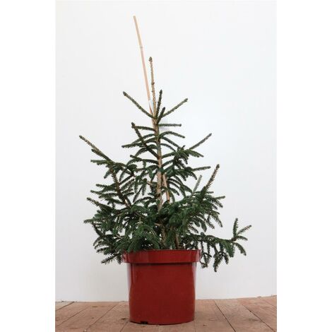 Orientalische Goldfichte Picea orientalis 'Aurea' C 7,5 50-  60